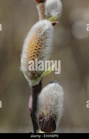 Salix Hookeriana, Dune Weide, Hookers Weide Stockfoto