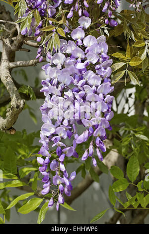 Wisteria Sinensis, chinesische Wisteria Stockfoto