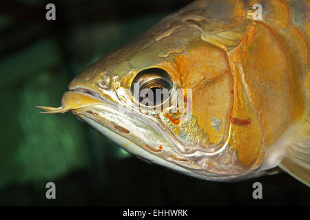 Arowana Stockfoto