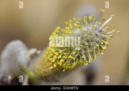 Salix Hookeriana, Dune Weide, Coastal Weide Stockfoto