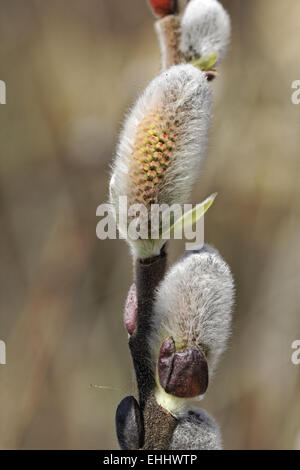 Salix Hookeriana, Dune Weide, Hookers Weide Stockfoto