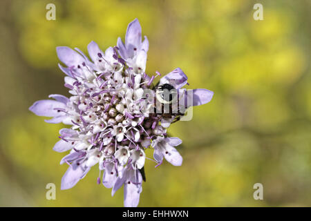 SYNEMA Globosum, Krabbenspinne (weiblich) Stockfoto