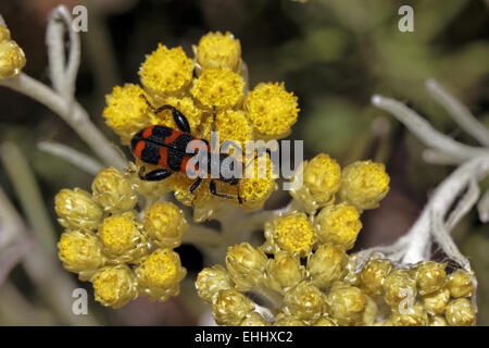 Richodes Apiarius, Biene Käfer auf Helichrysum Stockfoto