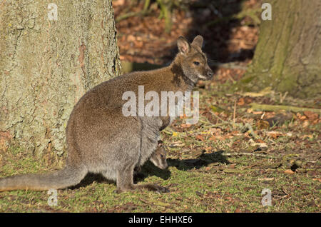 RED-NECKED oder BENNETT WALLABY Macropus Rufogriseus mit jungen Australien, Tasmanien Stockfoto