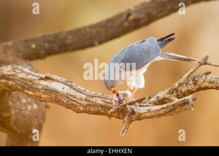 Shikra (Accipiter Badius) mit kleiner Vogel töten Stockfoto