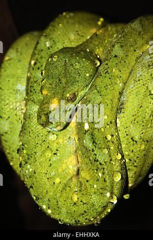 Grüner Baumpython Stockfoto