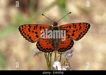 Melitaea Didyma, gefleckte Fritillary (männlich) Stockfoto