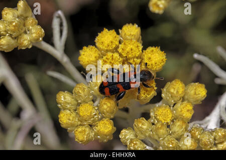 Trichodes Apiarius, Biene Käfer auf Helichrysum Stockfoto