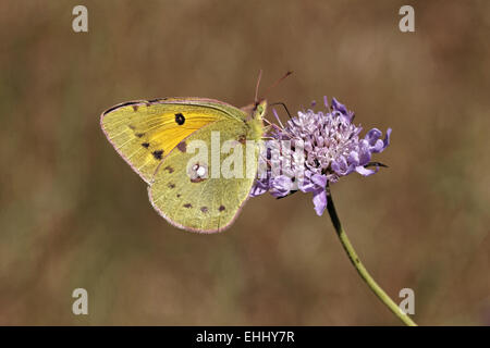 Colias Crocea, dunkle getrübt gelb, Stockfoto