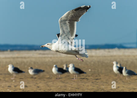 Möwe fliegt über die Köpfe der stehenden Möwen Stockfoto