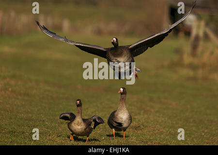 Mehr White-Fronted Gänse Stockfoto