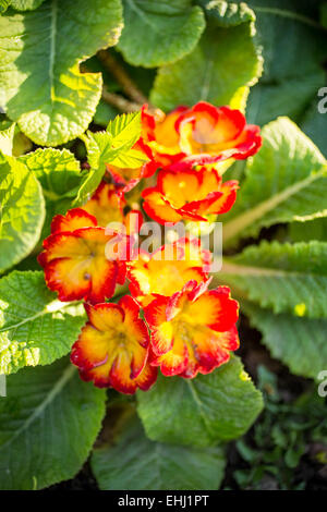 Mehrjährige Primel oder Primula Blumen im Frühlingsgarten. Stockfoto