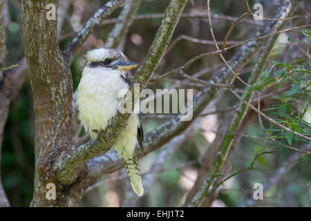 Kookaburra auf Ast Stockfoto