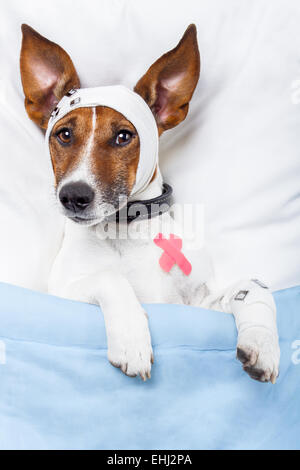 Kranken Hund mit Bandagen auf Bett liegend Stockfoto