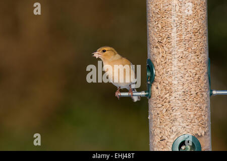 Buchfink Fringilla Coelebs Erwachsenfrau Fütterung auf Sonnenblumen Herzen aus am feeder Stockfoto