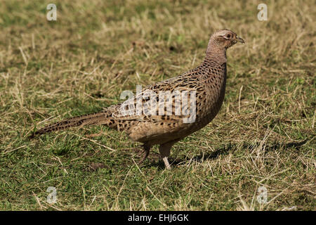 Gemeinsamen Fasan Phasianus Colchicus Erwachsenfrau in Wiese Stockfoto