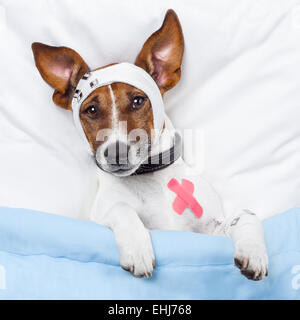 Kranken Hund mit Bandagen auf Bett liegend Stockfoto