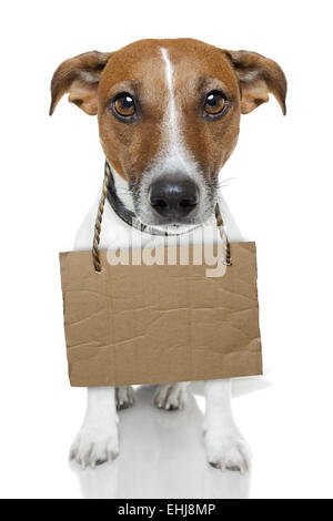 Hund mit leeren Karton Stockfoto