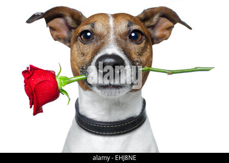 Valentines Hund Stockfoto