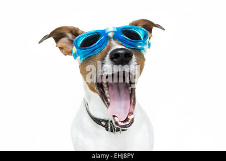 Hund mit blauen Brille Stockfoto