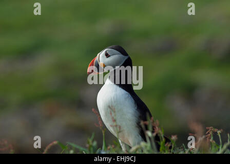 Nahaufnahme von einem Papageientaucher auf einem grasbewachsenen Felsen, Lunga, Treshnish Inseln, West-Schottland. Stockfoto