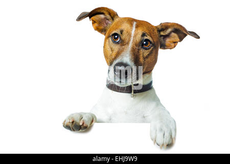 Hund-Banner-Platzhalter Stockfoto