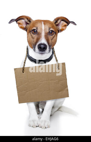 Hund mit leerer Karton Platzhalter Stockfoto