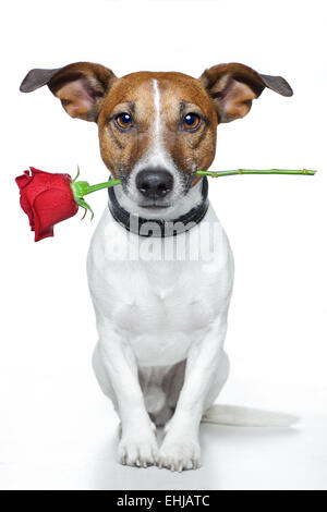 Valentines Hund Stockfoto