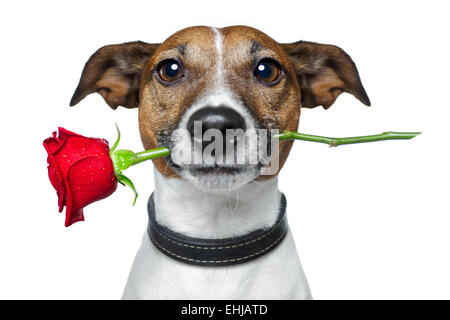 Valentines Hund Stockfoto