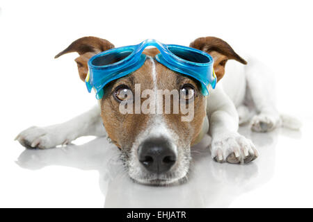 Hund mit blauen Brille Stockfoto