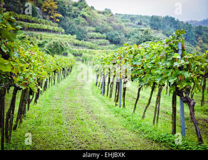 Weinberg in Niederösterreich vor der Ernte Stockfoto