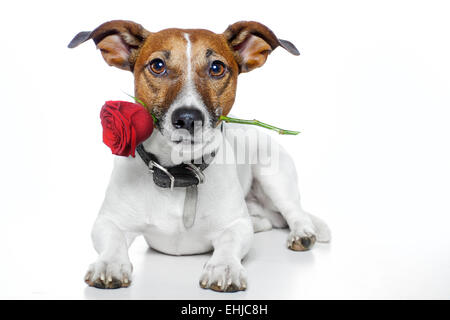 Valentines Hund Stockfoto