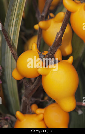Nippel-Früchte Stockfoto