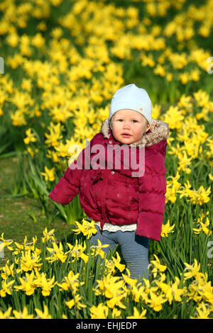 London, UK. 14. März 2015. Zhanna im Alter von 14 Monaten spielen unter den Narzissen blühen im Frühling in St. James Park in London, England-Credit: Paul Brown/Alamy Live News Stockfoto