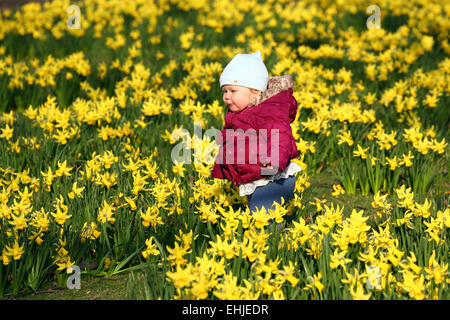 London, UK. 14. März 2015. Zhanna im Alter von 14 Monaten spielen unter den Narzissen blühen im Frühling in St. James Park in London, England-Credit: Paul Brown/Alamy Live News Stockfoto