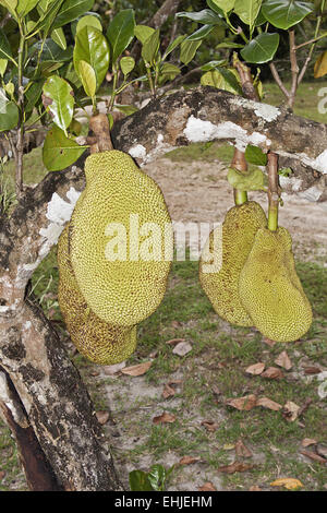 Jackfrucht Stockfoto