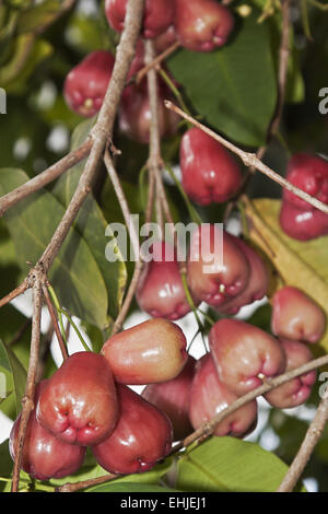 Wachs-Apple Stockfoto