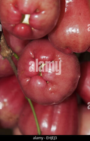 Wachs-Apple Stockfoto