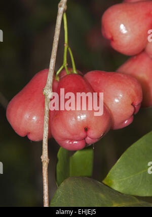 Wachs-Apple Stockfoto