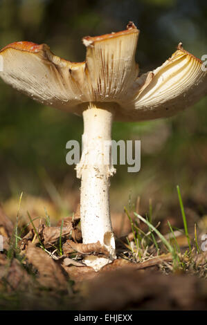 Fliegenpilz, Pilz Stockfoto