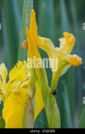 Kleine Fehler (ein Rüsselkäfer) auf gelbe Iris (Iris Pseudacorus), mit Tau bedeckt. Stockfoto