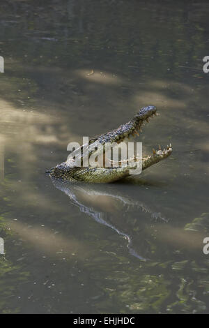 Siamesische crocodile,(Crocodylus,siamensis) Stockfoto