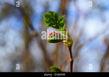 Hainbuche (Carpinus Betulus) Knospen öffnen im Frühjahr. Stockfoto