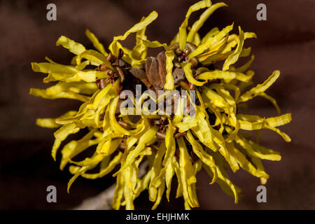 Hamamelis gelbe Blüte Hamamelis Mollis Strauch Blüte im Winter oder im zeitigen Frühjahr Stockfoto