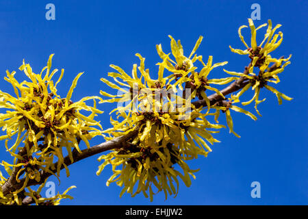 Zaubernuss, Hamamelis mollis Nahaufnahme Stockfoto