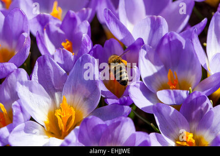 Biene auf Crocus Sieberi Tricolor Nahaufnahme Stockfoto