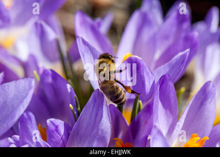 Nahaufnahme Honigbiene auf Blume Crocus Sieberi Tricolor Stockfoto