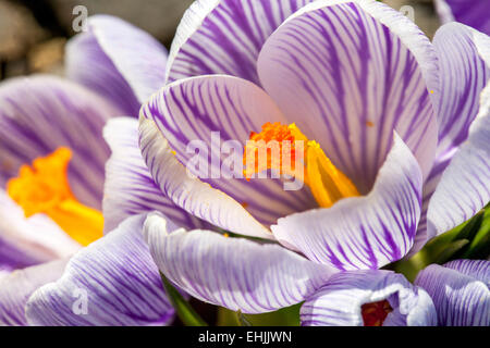 Crocus Vernus 'Pickwick' blühen im zeitigen Frühjahr Stockfoto