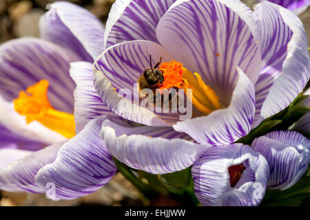 Crocus Vernus 'Pickwick' in voller Blüte und Biene Stockfoto