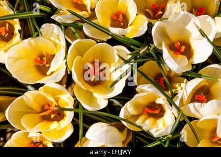 Crocus Chrysanthus Creme Schönheit Stockfoto